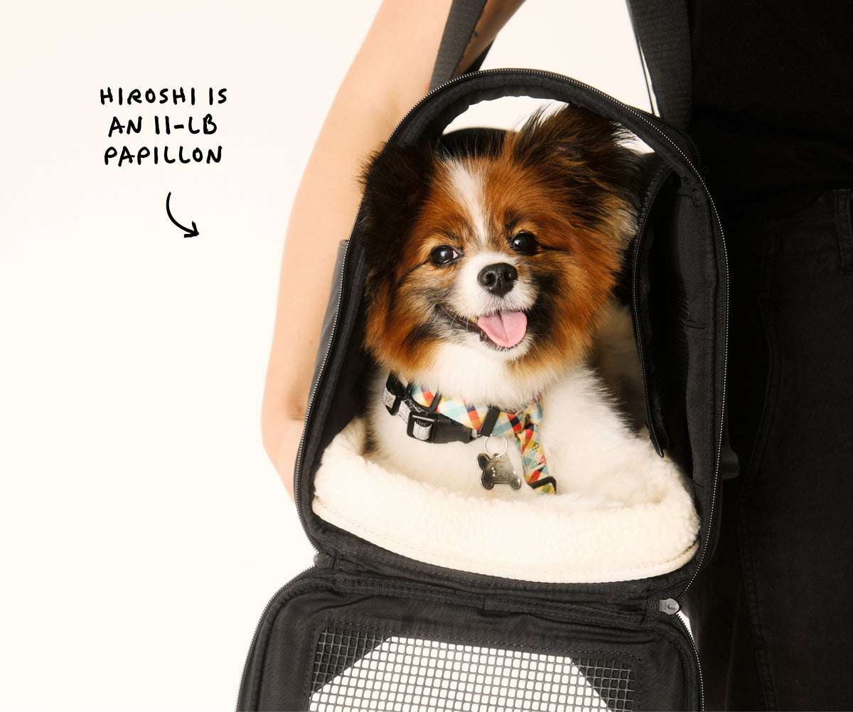 Away The Pet Carrier Travel Accessory - Coast Blue
