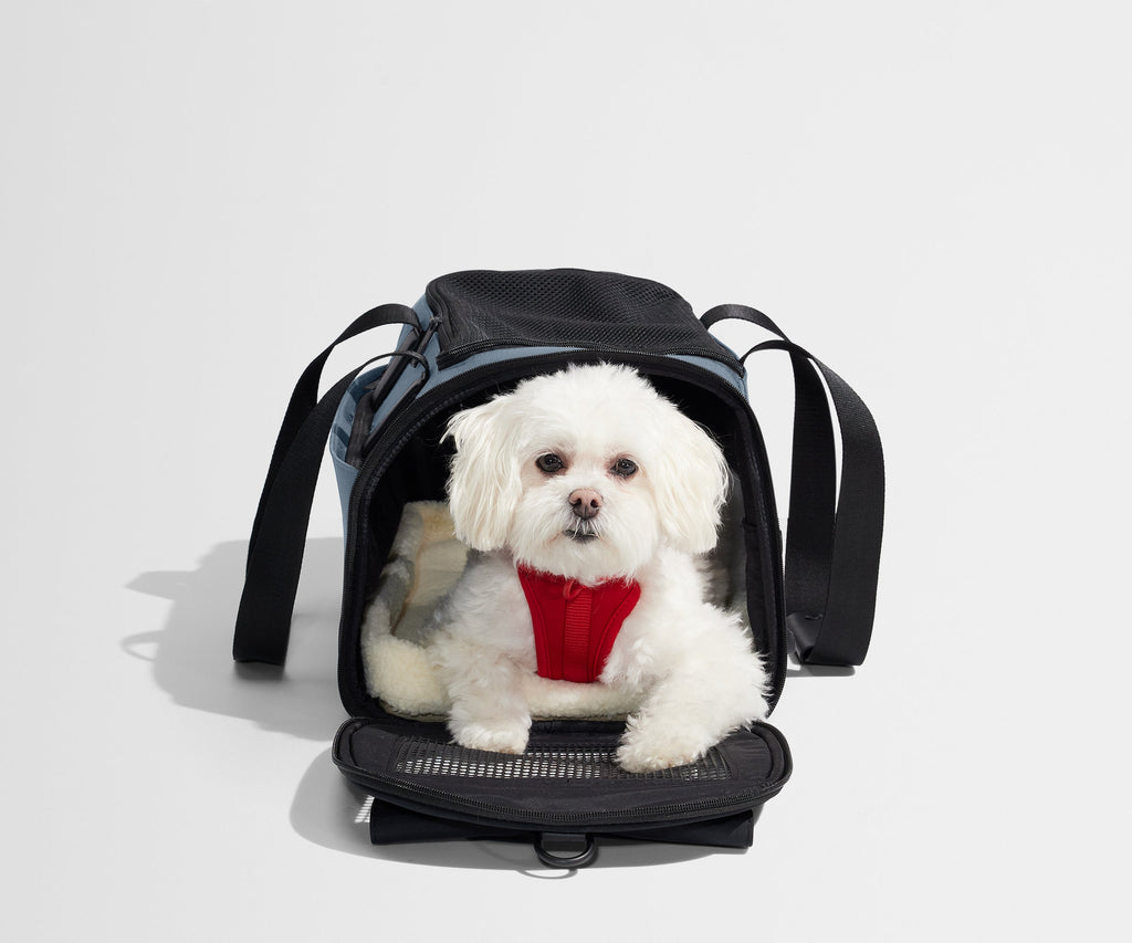 Away The Pet Carrier Travel Accessory - Coast Blue